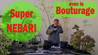 Bouturage, technique pour obtenir des Nebari exceptionnels