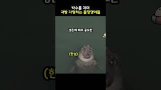 박수를 치며 지방 자랑하는 물댕댕이들 #shorts