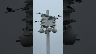 Early Season Purple Martins on Eastern Long Island New York Sunday April 30, 2023 #Shorts