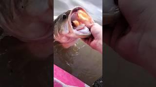 DRIPPY   GIANT SPRING BASS️