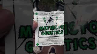 New Mephisto genetics seeds(unreleased)