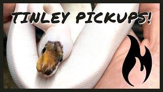 INSANE Snakes!  2019 Tinley Reptile Expo Pickups!