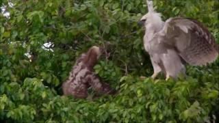 Sloth V's Young Harpy Eagle - Sloth Fights Back !