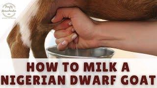 How to Milk a Nigerian Dwarf Goat