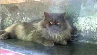 Persian Cat Farm - How To Make Money From Persian Cat Farming