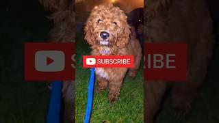 ️PUPPY BETS YOU $100 YOU CAN'T LIKE + SUBSCRIBE!️ #shorts #puppy #dog