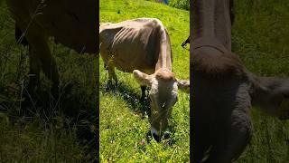  A unique Swiss village in the mountains #shorts #switzerland #nature #alps #abba