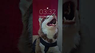 Muffy the Husky's Epic Howl