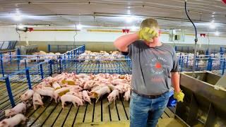 Learning the Ropes: Farm Kid Feeds Pigs & Welcomes New Baby Piglets
