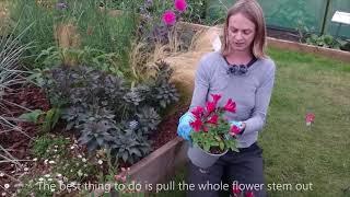 How to care for Alstroemeria, Peruvian Lilies