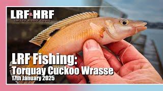 LRF Fishing: Torquay Cuckoo Wrasse, Mackerel & More