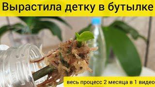 ВЫРОСЛА ДЕТКА ОРХИДЕИ НА СРЕЗАННОМ ЦВЕТОНОСЕ В БУТЫЛКЕ | Весь эксперимент в одном видео