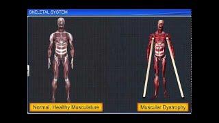 CBSE Class 11 Biology || Skeletal System