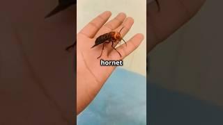 "Murder Hornet” Invasion: Should the U.S. Be Worried? 