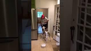 How to feed your dogs CALMLY and learn boundaries 