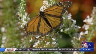 Monarch Butterfly Population Declining, Utahns Asked to Report Their Sightings