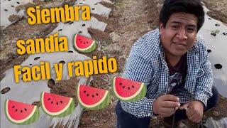 COMO SEMBRAR SANDIA Y LA FORMA DE APLICAR FUNGICIDAS, INSECTICIDAS Y ENRRAIZADOR.