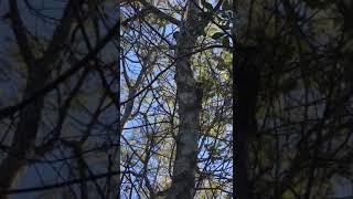 Woody Woodpecker