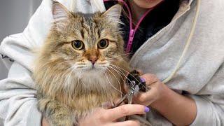 Siberian Forest Cats Might Be The Best Cats In The World