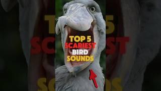 FIVE SCARIEST BIRD SOUNDS IN THE WORLD.