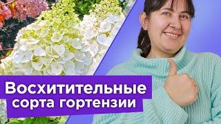 10 СОРТОВ ГОРТЕНЗИИ МЕТЕЛЬЧАТОЙ, КОТОРЫЕ ПОКОРЯТ ВАШЕ СЕРДЦЕ! Самые красивые сорта гортензии