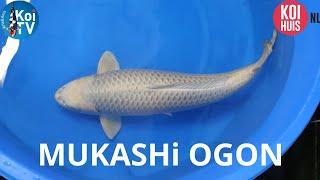 Mukashi Ogon 89 cm | Miyatora