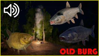 Talking Carps and tenchs on old burg  #3