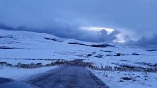 Mustang VS Nordkapp deers