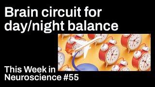 A brain circuit for day/night balance