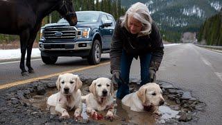 An old horse guides a lady on the highway, rescuing puppies hidden in a pothole