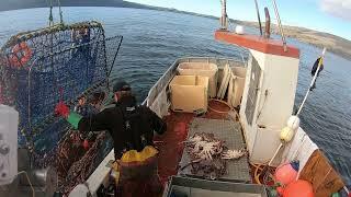 Awesome Catch!! - King Crab Fishing in Northern Norway