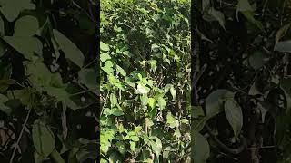 Aparajita plant #Aparajita flower  #I love plant ️#short #video