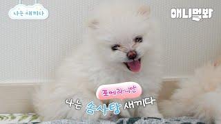 나는 태어난 지 36일 된 포메라니안 새끼다 [애니멀봐 나새끼 102호]ㅣI’m A 36 Day Old Pomeranian [I’m A Baby 102th Lead]