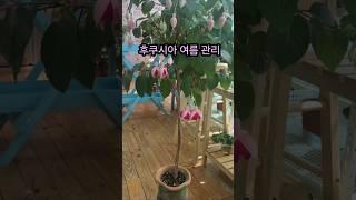 여름철 후쿠시아 죽이지 않는꿀팁3가지#후쿠시아