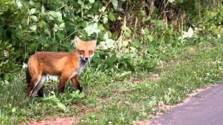 Prince Edward Island Travel Documentary: August 2011