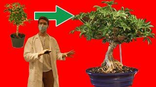 Time-Saving Tools for Growing Healthy Tropical Bonsai Indoors! - Full Lecture