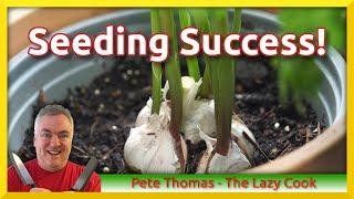 Seeding Success | Rookie Gardener