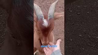 Do goats BITE!? #shorts #short #shortvideo #shortsvideo  #goat #animals #bite