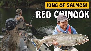 This River has a MASSIVE Return of Chinook Salmon | Fishing with Rod #salmonfishing #fishing #salmon