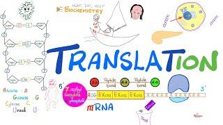 Translation (mRNA to Proteins) & Ribosomes (rER) | Post-translational Modification 