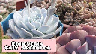 Echeveria Caly Argentea Una suculenta elegante