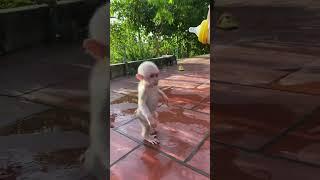 teach bobo to walk cute#monkydluffy #monkeybabby #babymonkey #cute