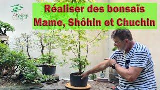 Technique pour réaliser des #bonsaï Mame, Shôhin, Chuchin et bouturage sur Acer palmatum.  partie 1