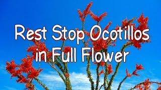 Amazing Ocotillo Plants in Full Flower in Arizona