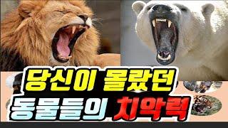 동물들의 치악력 순위 TOP 25 |  사람보다 깨무는 힘이 100배 강한 동물이 있다?!