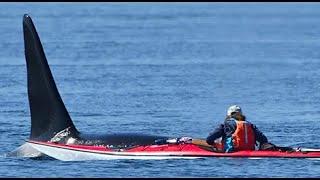 Explore Telegraph Cove- Ecosummer Expeditions Orca Basecamp