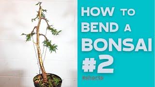 How to bend a Bonsai #2 - Thuja Occidentalis | Bonsaifly #shorts