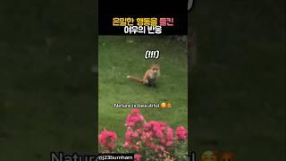 은밀한 행동을 들킨 여우의 반응 #동물 #여우