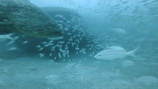 Goliath grouper underwater gopro