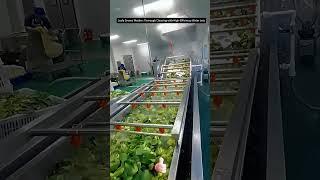 Leafy Greens Washer: Thorough Cleaning with High-Efficiency Water Jets